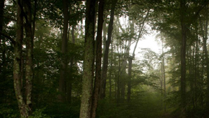 trees and light