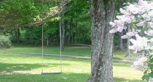swing in tree