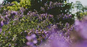 purple flowers