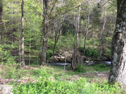 A pretty stream in the woods.