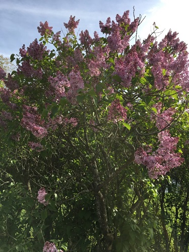 The lilacs were in full bloom.