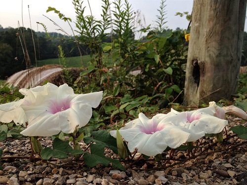 Bindweed