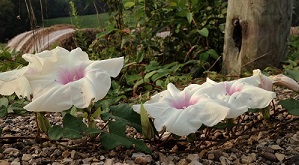 bindweed