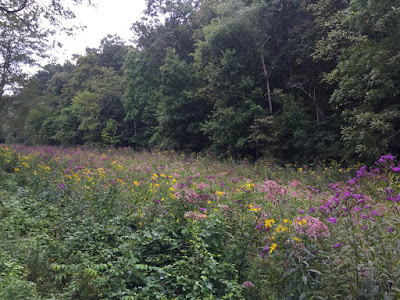 I've noticed that late August brings spectacular wildflower blooms in damp meadows.