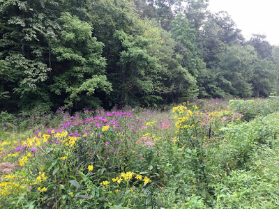 Having noticed this, I purposely seek out wet meadows in late August.