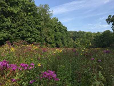 So I get to experience visions like this–tall ironweed and wingstem in fiesta mode.