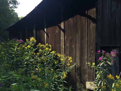 Wingstem and tall ironweed against dark barn siding: so much the better.