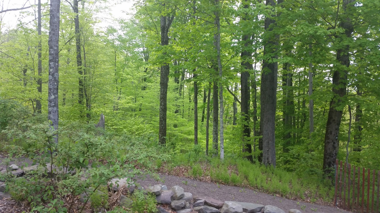 Photo of Woods on Campus